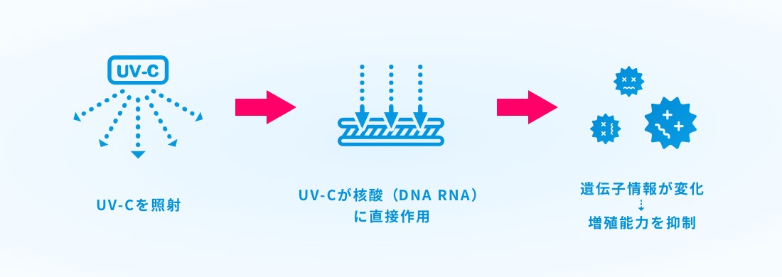 UV-Cを照射、UV-CがDNSに直接作用、遺伝子情報が変化→増殖を抑制